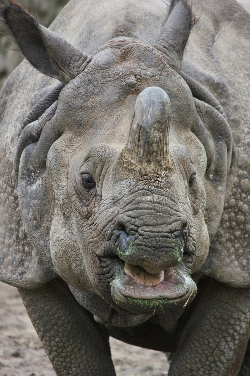 Rhino in the wild